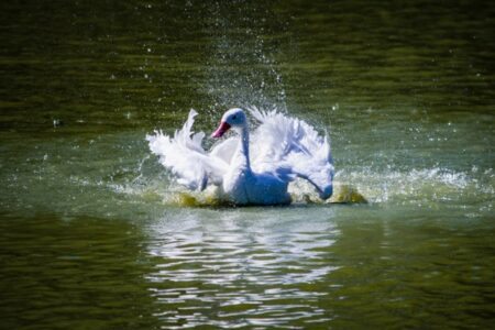 Estado descarta cinco casos suspeitos de gripe aviária em humanos