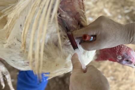 Profissionais fazem fiscalização da atividade agropecuária no Estado. Foto: Arquivo/Afagro