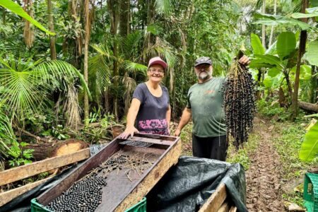 Colheita de açaí-juçara em Três Cachoeiras, com assessoria do Centro Ecológico. Foto: Centro Ecológico/Divulgação